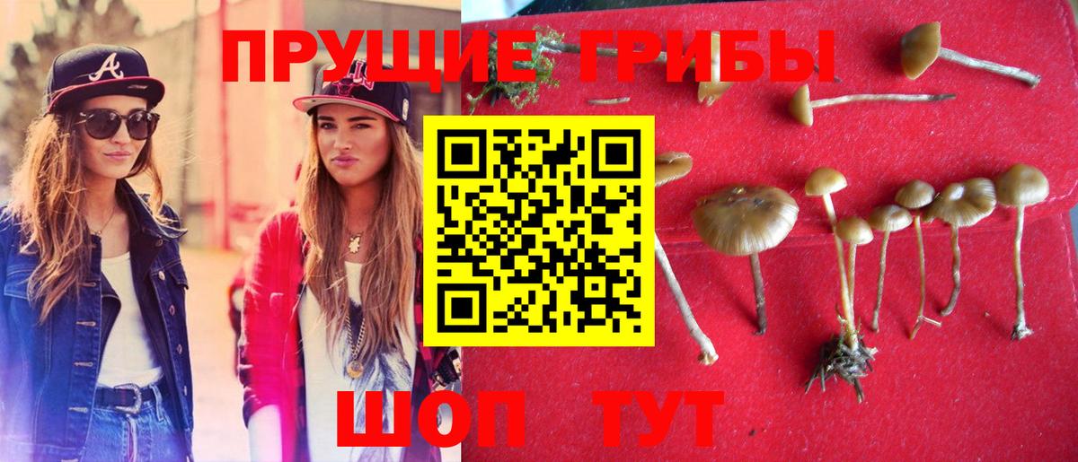 Псилоцибиновые грибы Cubensis  купить закладку  Нурлат 